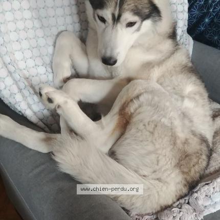 Photo 1/1 Chien retrouvé Perdu à Villeurbanne