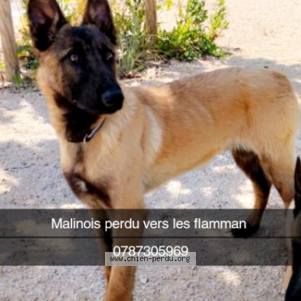 Photo 1/1 Chien retrouvé Perdu à Marseille