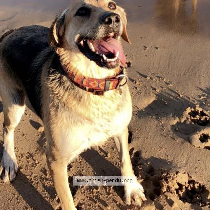 Photo 1/1 Chien retrouvé Perdu à Roquebrune sur argens