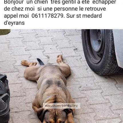 Photo 1/1 Chien retrouvé Perdu à St medard d eyrans