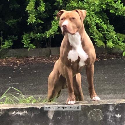 Photo de chien perdu à Grigny Viry Fleury