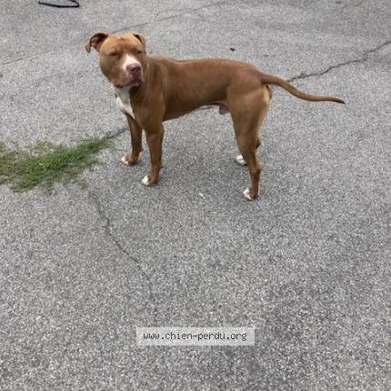 Photo 2/2 Chien retrouvé Perdu à Grigny viry fleury