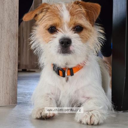 Photo 1/1 Chien retrouvé Perdu à Chatel de neuvre