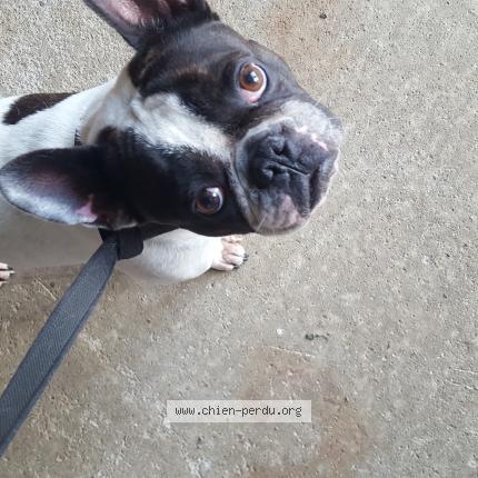 Photo 1/1 Chien retrouvé Trouvé à Berat