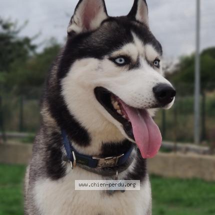 Photo 1/1 Chien retrouvé Perdu à Marseille