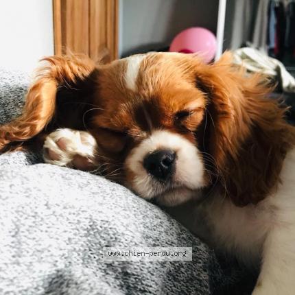 Photo de chien perdu à Auriol