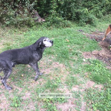 Photo 1/1 Chien retrouvé Perdu à Arvert