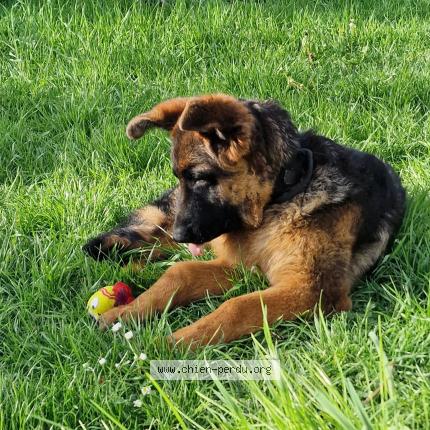 Photo 1/1 Chien retrouvé Perdu à Limeil brevannes