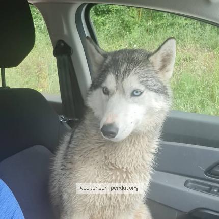 Photo 1/1 Chien retrouvé Trouvé à Realmont