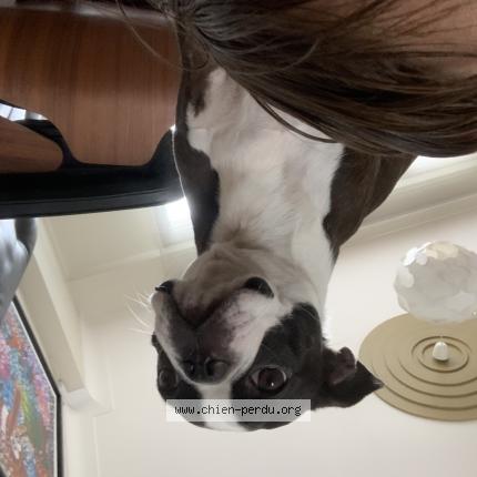 Photo 1/1 Chien retrouvé Perdu à Pornichet