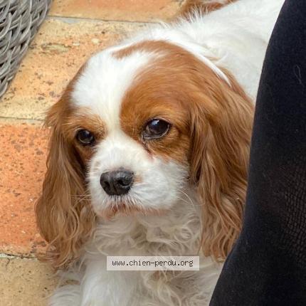 Photo de chien perdu à Argent Sur Sauldre