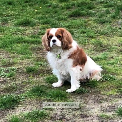 Photo 2/2 Chien retrouvé Perdu à Argent sur sauldre