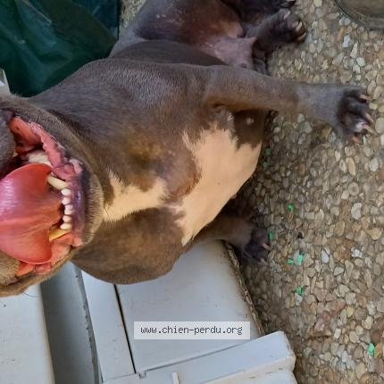 Photo 1/1 Chien retrouvé Trouvé à Port saint pere