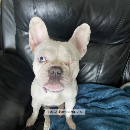 Photo de chien perdu à Villeparisis