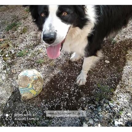 Photo 1/1 Chien retrouvé Perdu à Duran