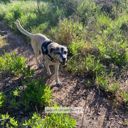 Photo de chien perdu à La Garde Freinet