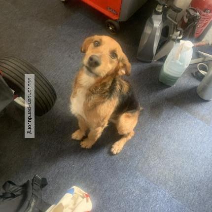 Photo 1/1 Chien retrouvé Trouvé à La bourboule