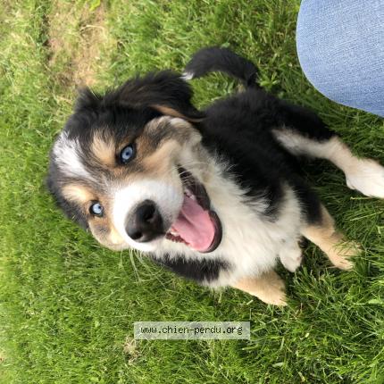 Photo de chien trouvé à Muntzenheim