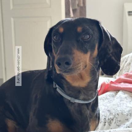 Photo 1/1 Chien retrouvé Perdu à Neuilly plaisance