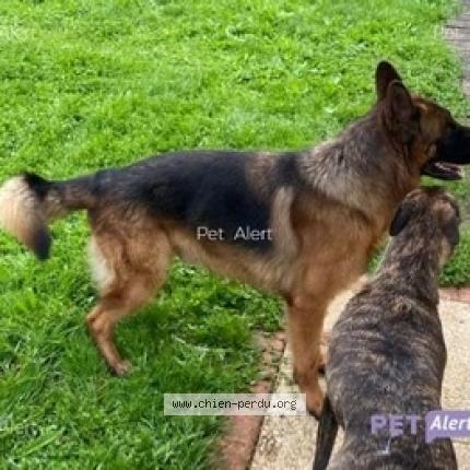 Photo de chien trouvé à Saint Crespin Sur Moine Sevremo