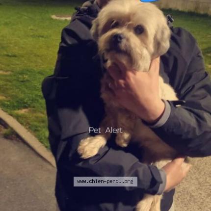 Photo de chien trouvé à Lens