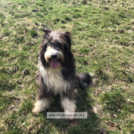 Photo de chien perdu à Route De Bescat