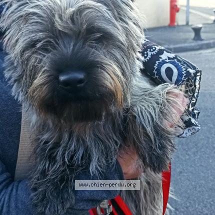 Photo 1/1 Chien retrouvé Trouvé à Caudebec les elbeuf