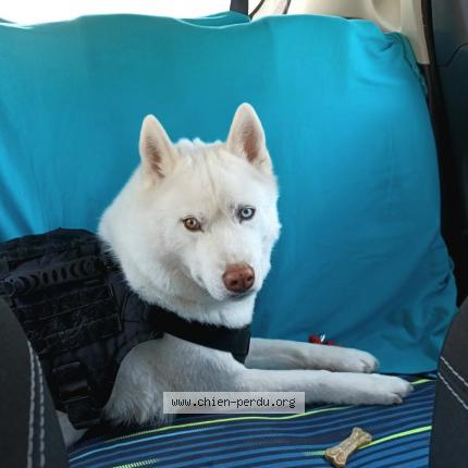 Photo 1/2 Chien retrouvé Perdu à Saint genis les ollieres