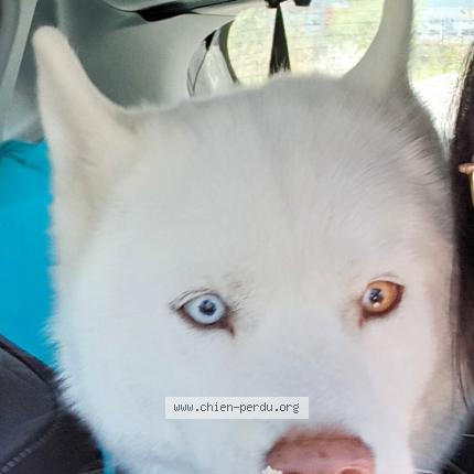 Photo 2/2 Chien retrouvé Perdu à Saint genis les ollieres