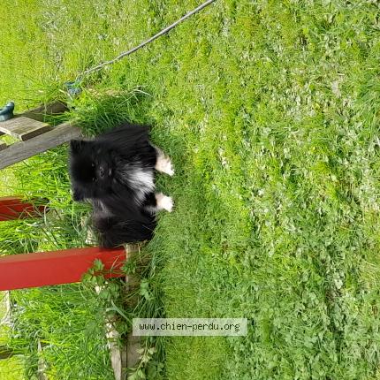 Photo 1/1 Chien retrouvé Perdu à Arpheuilles