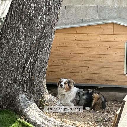 Photo de chien perdu à Carry Le Rouet
