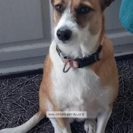 Photo 1/1 Chien retrouvé Perdu à Sainte marie en re