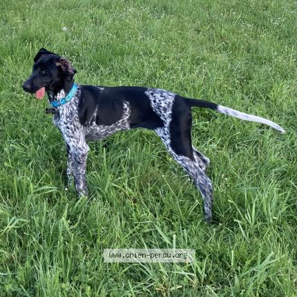 Photo 1/1 Chien retrouvé Perdu à Montgreleix