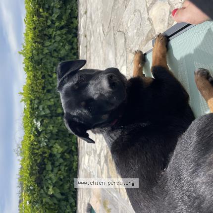 Photo 1/1 Chien retrouvé Perdu à La colle sur loup