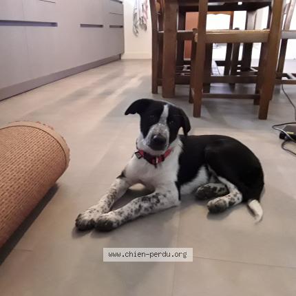 Photo 1/1 Chien retrouvé Perdu à Dax