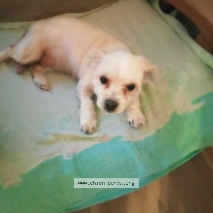 Photo 1/1 Chien retrouvé Perdu à Villeneuve la guyard