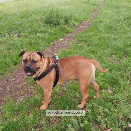 Photo de chien perdu à Asnieres