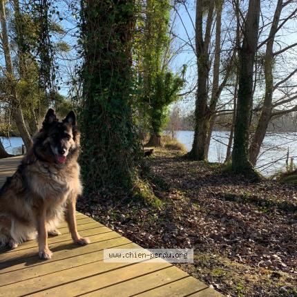 Photo 1/1 Chien retrouvé Perdu à Itteville