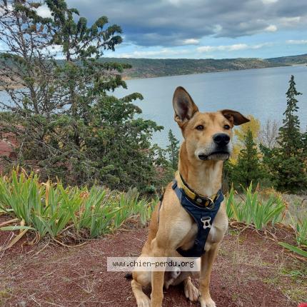 Photo de chien perdu à Arboussols