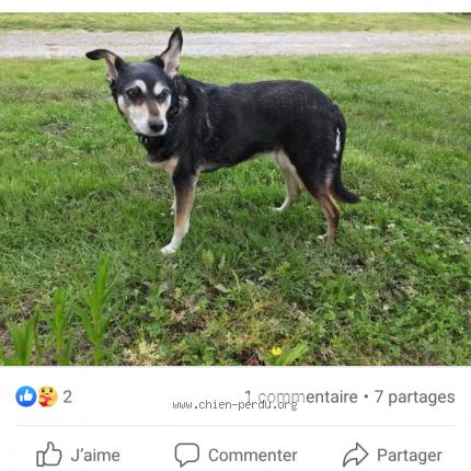 Photo 1/1 Chien retrouvé Perdu à Sainte foy de peyrolieres