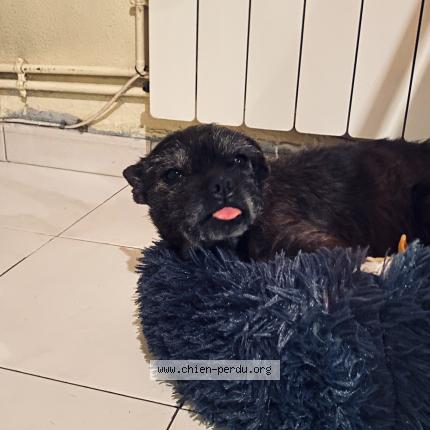 Photo 1/1 Chien retrouvé Perdu à Valentine