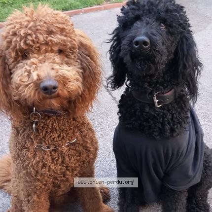 Photo 1/1 Chien retrouvé Perdu à Thorame haute