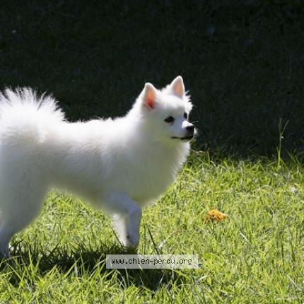 Photo 1/1 Chien retrouvé Perdu à Pleumeur bodou