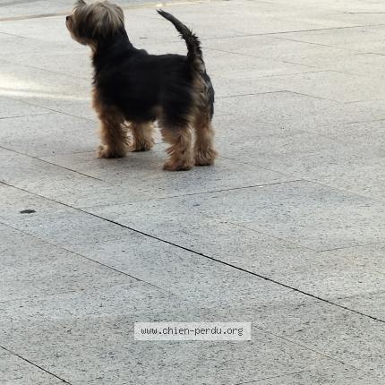 Photo 1/1 Chien retrouvé Perdu à Montbatier