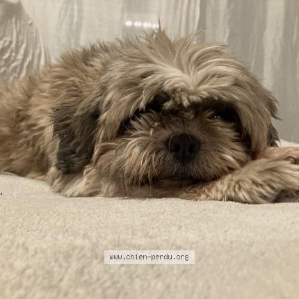 Photo 1/1 Chien retrouvé Trouvé à Saint sulpice et cameyrac