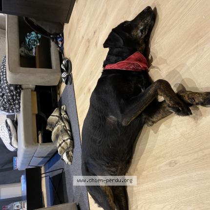 Photo 1/1 Chien retrouvé Trouvé à Brest