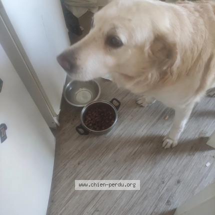 Photo 1/1 Chien retrouvé Perdu à Bordeaux