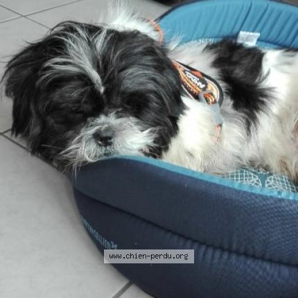 Photo de chien perdu à Orleans