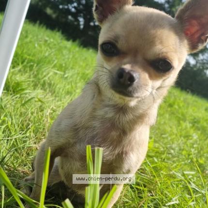 Photo 1/1 Chien retrouvé Perdu à Saint quentin