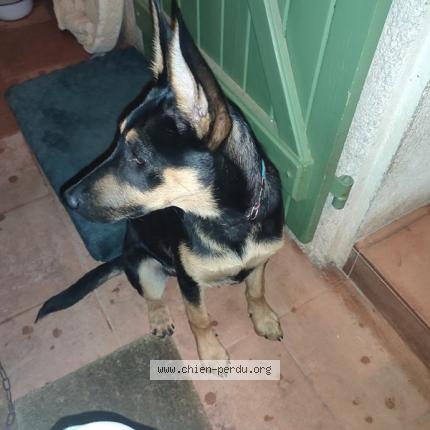 Photo 1/1 Chien retrouvé Trouvé à Carcassonne